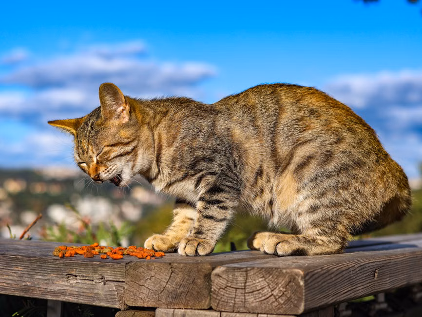 Ração para Cães Adultos (15kg)
