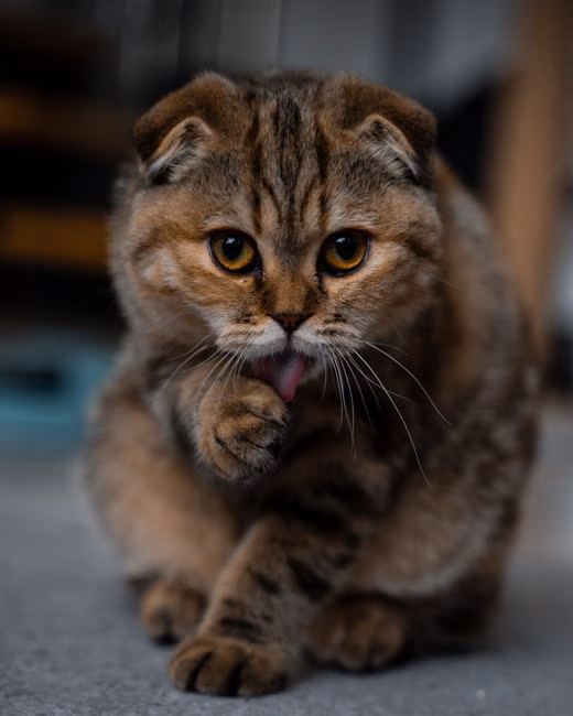 Catnip Erva do Gato
